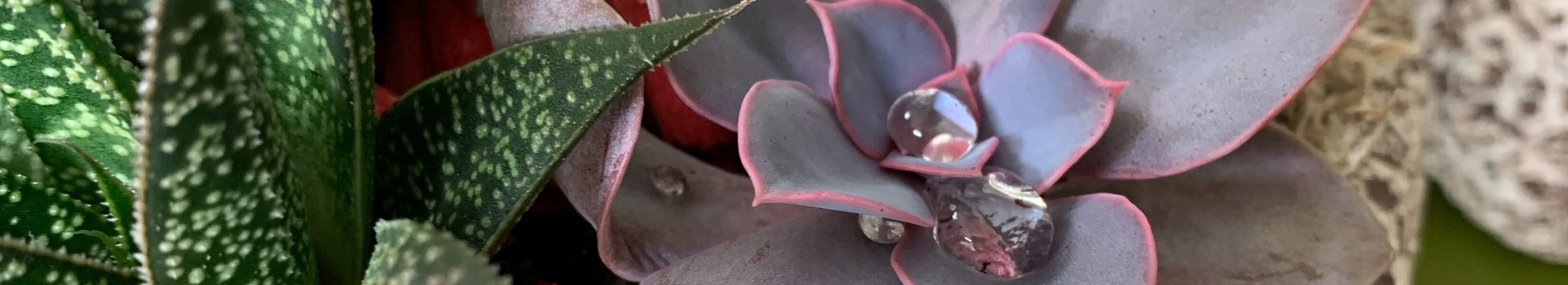 Plants